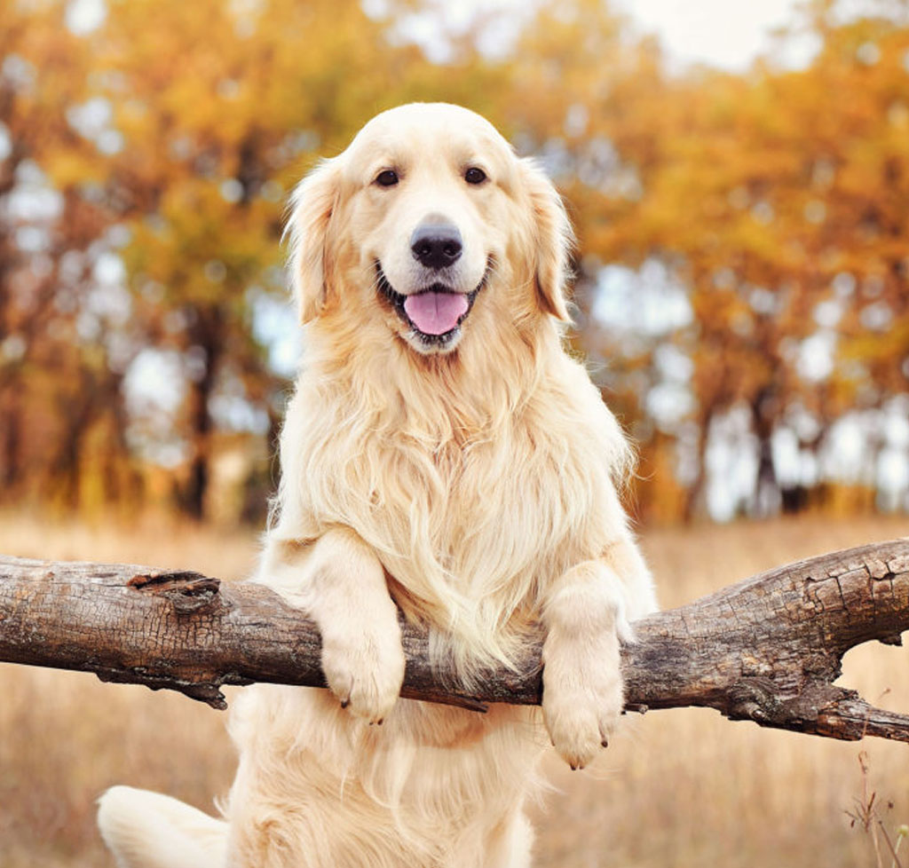 Laughing dog
